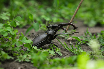 Macro shot of stag beetle (Lucanus cervus) among the green leaves and grass in the forest. Endangered species of giant stag beetle