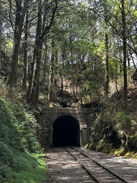 Railroad in the forest on the Mianyue Line hiking trial at Alishan National Park, Chiayi, Taiwan
