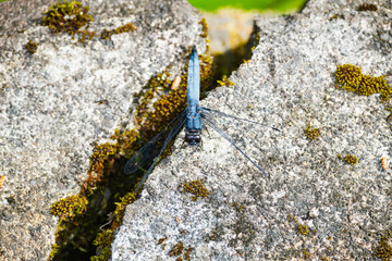 ハラビロトンボ　オス