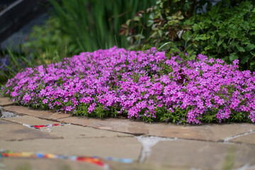 Dianthus deltoides, carnation pink flowers - ground cover plant for alpine hills in bloom....