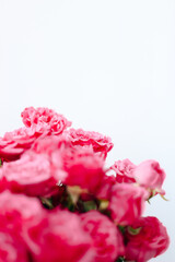 Small pink bush roses on a white background with a place for text