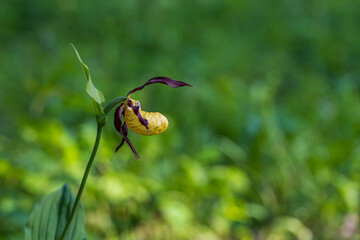 Cypripedium calceolus - orchid beautiful yellow flower in green grass. Wild plant. Beautiful bokeh.