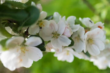 Fototapeta na wymiar Fresh beautiful flowers of the apple tree blooming in the spring