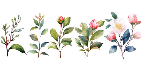 Watercolor Illustration Set of camellia japanese Flowers, Bouquets and Wildflowers