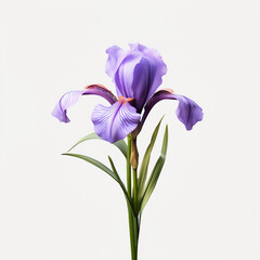 Delicate Elegance: Close-Up of a Dried Iris Blossom - Botanical Art on White Background, Generated with AI