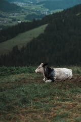 a cow lying on a field overlocking the mountains