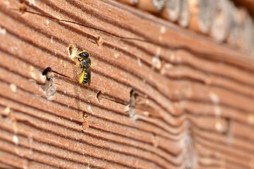 Samica bardzo drobnej pszczoły, wałczatki dwuguzki (Heriades truncorum) przed gniazdem
