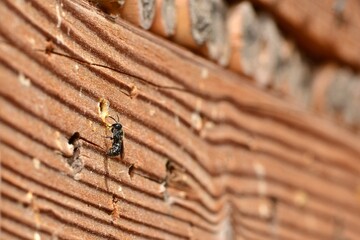 Samiec bardzo drobnej pszczoły, wałczatki dwuguzki (Heriades truncorum) przed gniazdem