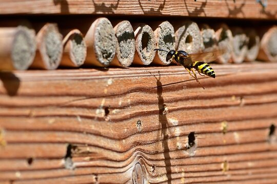 Lecąca do gniazda w bambusie samica osy bolicy stonk&oacute;wki (Symmorphus murarius)