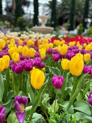 Obraz premium field of tulips