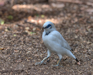 Bali myna looking for food on the floor.