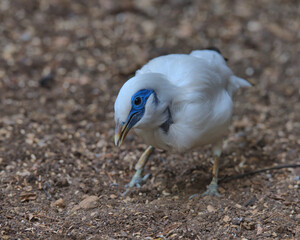 Bali myna looking for food on the floor.