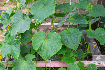 Green branches of growing cucumbers curl along ropes on a trellis. Growing cucumbers in the garden