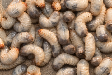 Larvae garden pests. Close up of white grubs burrowing into the soil. The larva of a chafer beetle,...