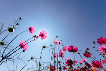 The cosmos flower background in the garden is planted as an ornamental plant for those who like to...