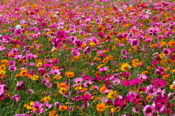 The cosmos flower background in the garden is planted as an ornamental plant for those who like to take pictures with cosmos flowers to take a memorial photo in the vast field of cosmos flowers.