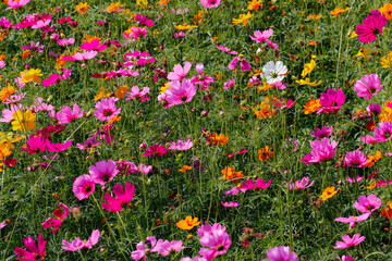 The cosmos flower background in the garden is planted as an ornamental plant for those who like to take pictures with cosmos flowers to take a memorial photo in the vast field of cosmos flowers.