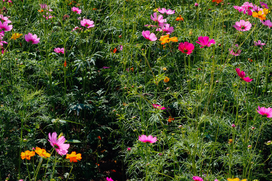 The cosmos flower background in the garden is planted as an ornamental plant for those who like to take pictures with cosmos flowers to take a memorial photo in the vast field of cosmos flowers. © thatinchan