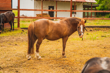 Little horses that are in the yard.