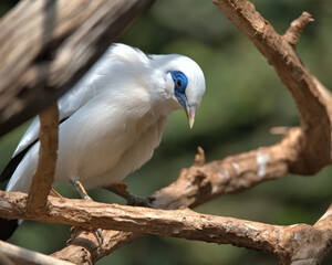 Bali myna perched on a branch