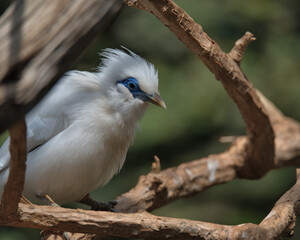 Bali myna perched on a branch