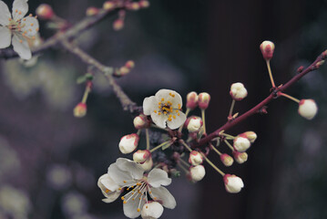 A branch of blooming tree in the springtime