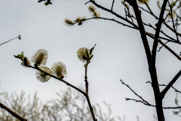 Blooming willow branches in early spring. Flowering willow close-up. Fluffy willow flowers bloom in spring. Verba, or holly willow on a sunny day.