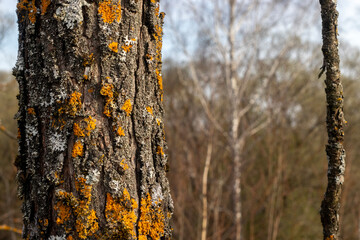 Fragment of a tree trunk with a lichen disease. Lichen on a tree trunk. The bark of a tree is affected by a disease - lichen, close-up.