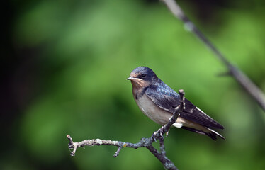 Obraz premium Barn Swallow relaxing on a branch