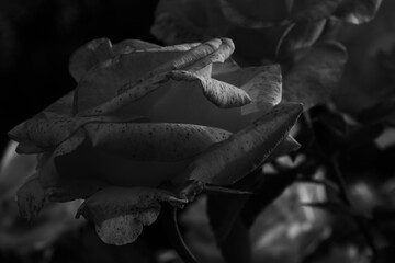rose vue de côté, effet purifié du noir et blanc
