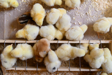 Top view of yellow chicks gathering around a feeder