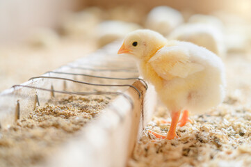 One small chick near the feeder