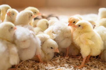 Two small, yellow, fluffy chicks nestled among sleeping chicks in the chick house