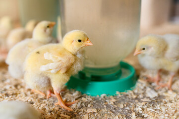 Group of adorable yellow chicks by the chick drinker