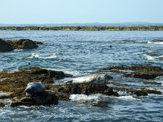 Naklejka premium Two seals bathing on rocks surrounded by sea