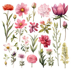 wildflowers clipart set