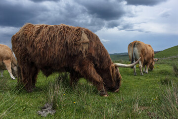 Vache