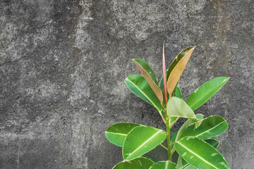Variegated Rubber Fig or Ficus Elastica Varigata also called Pohon Beringin Karet Kebo in Indonesia with rough gray cement walls background. Empty blank copy text space.