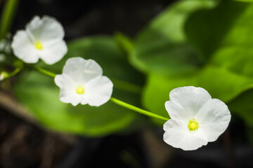 White Flowers of Echinodorus palifolius or Mexican sword plant is an emerged aquatic plant in the Alismataceae. Bunga Melati Air in Indonesian Language. Empty blank copy text space.