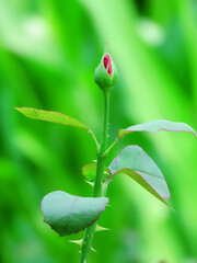 Red rose bud on the green nature background.