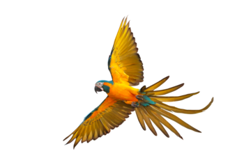 Colorful feathers on the back of macaw parrot isolated on transparent background png file