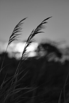 reeds in the morning, Black and White 20x30