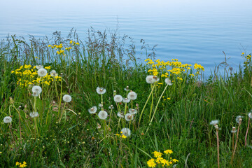 Blooming wild flowers and dandelions at the coast of Baltic sea in May in Ulmale in Latvia