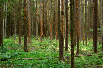 Fototapeta premium Spruce forest view damaged by European spruce bark beetle in June in Sigulda in Latvia