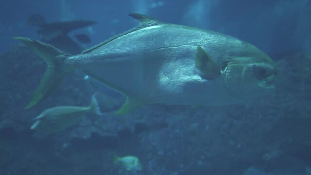 Trachinotus blochii Fish - Snubnose Pompano 