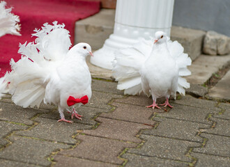 Wedding pigeons with bow tie. Red bow tie pigeon. Black bow tie pigeon