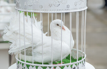 A white dove in a cage concept. White wedding pigeon ceremony. Bird in cage.
