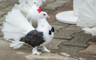 Wedding pigeons with bow tie. Red bow tie pigeon. Black bow tie pigeon