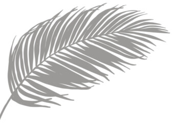 Shadow Palm Leaves, Tropical Coconut Leaf Overlay, Element object for Spring Suumer, Mock up Product Presentation