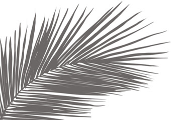 Shadow Palm Leaves, Tropical Coconut Leaf Overlay, Element object for Spring Suumer, Mock up Product Presentation